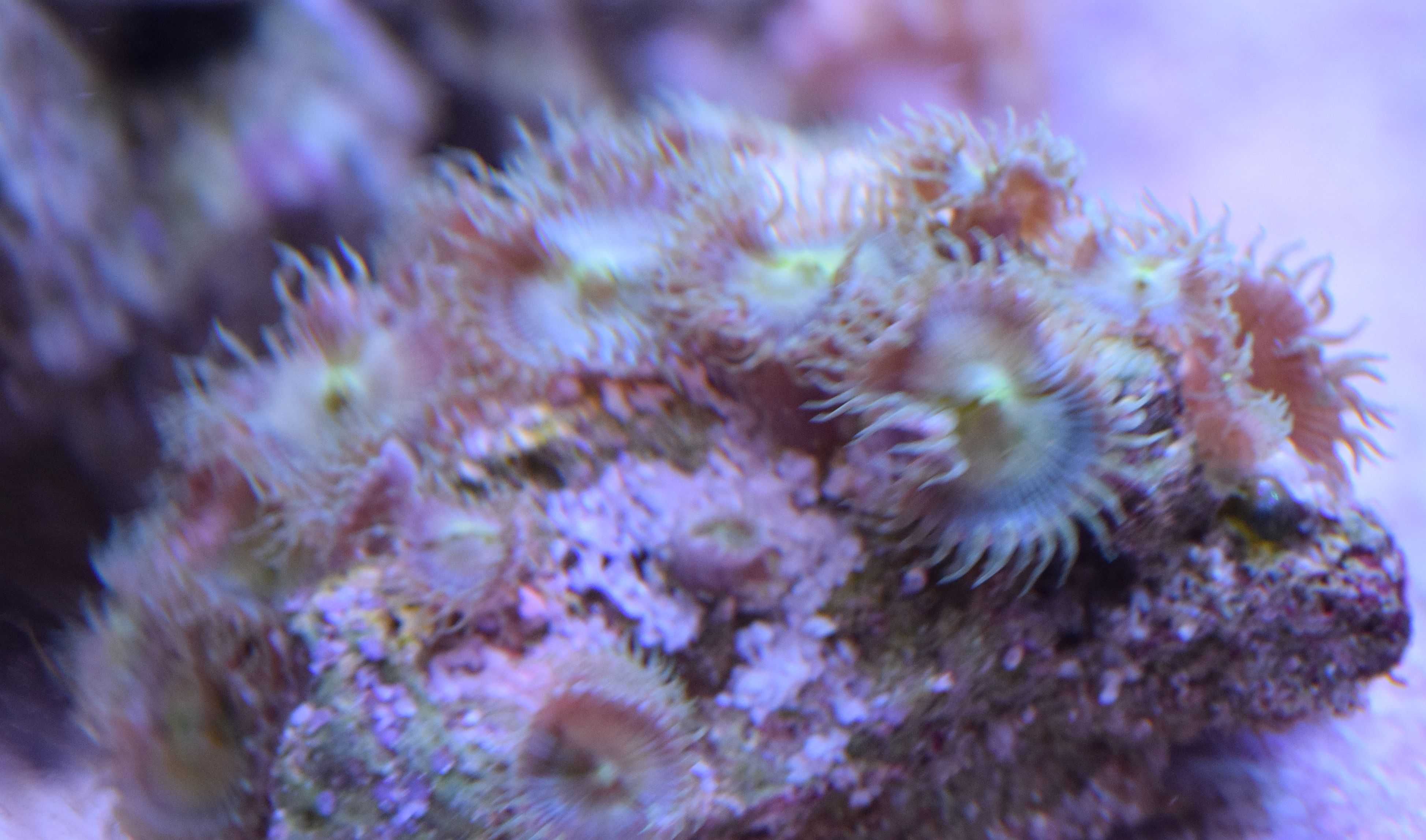 palythoa nuclear piękny zielony koralowiec