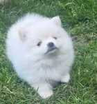 Szpic miniaturowy Pomeranian