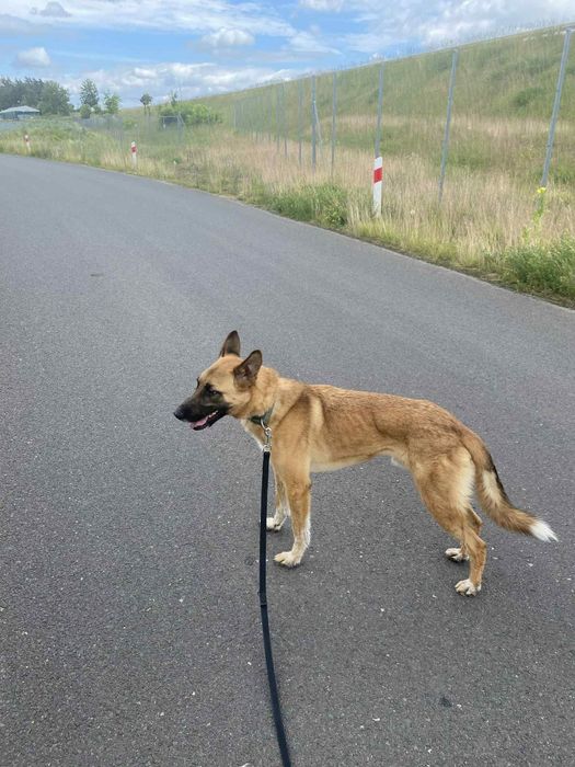 Jurand w typie owczarka belgijskiego do adopcji