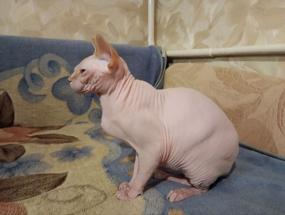 Канадський сфінкс- ідеальний домашній улюбленець