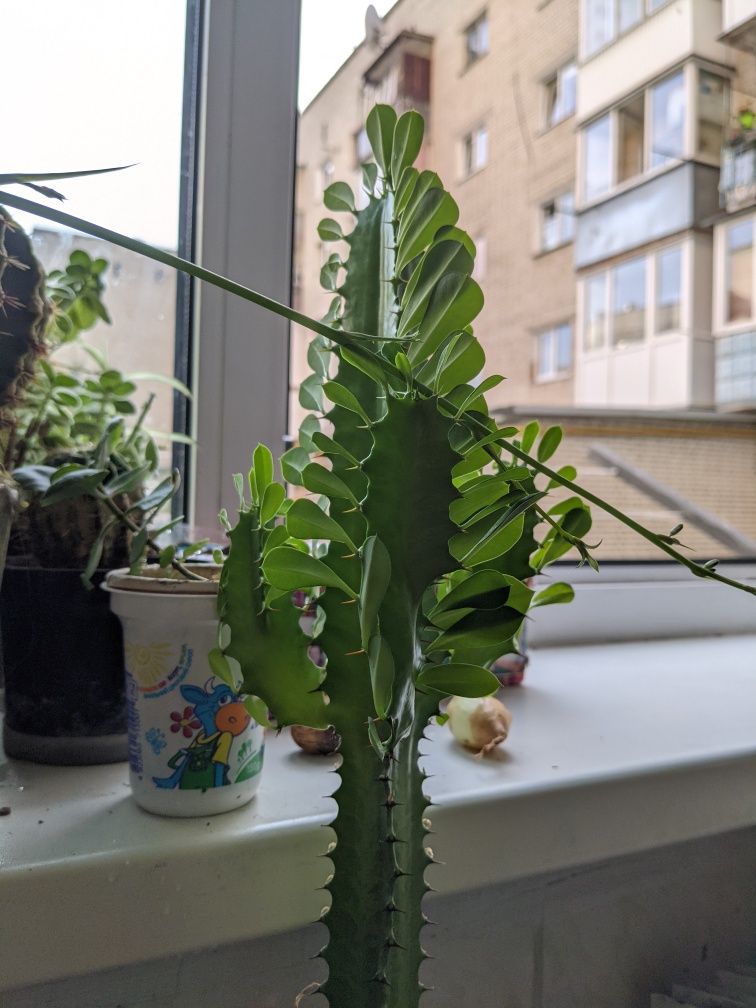 Euphorbia trigona, молочай тригранний, еуфорбія, трикутний