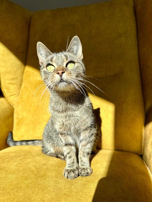 Pyszna Szarlotka tak domowa i słodka to kotka.