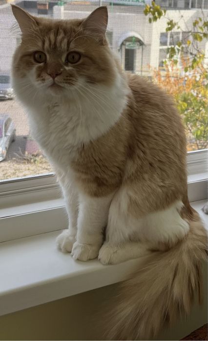 Вязка кот шотландский скотиш страйт