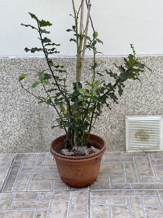 Sika e azevinhos