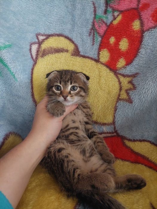 Шотландські кошенята