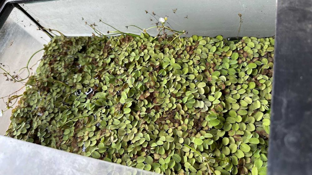 Salvinia minima, dwarf sagitaria, e elodea densa.