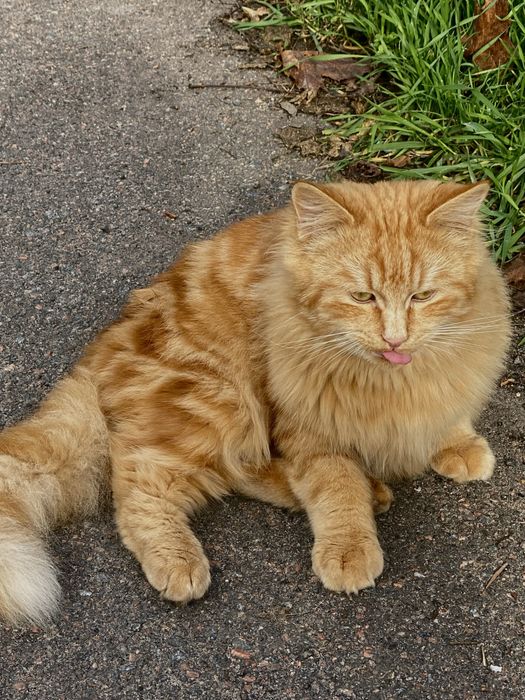 Отдам подрощенных котят ( 5 мес)