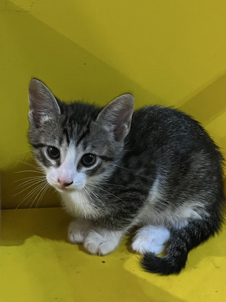 Gatinhos para adopção