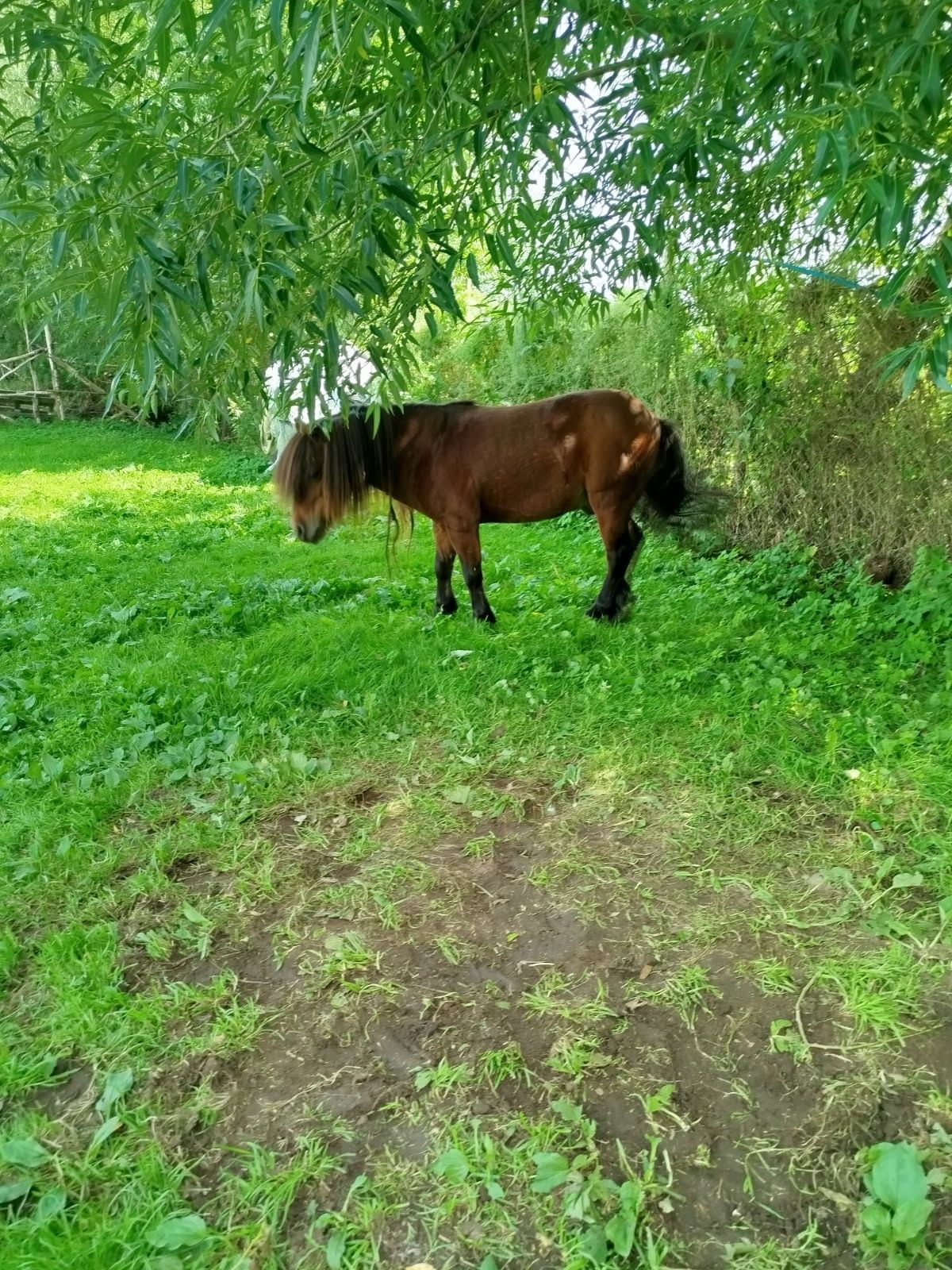 Sprzedam 2 kucyki i Osła
