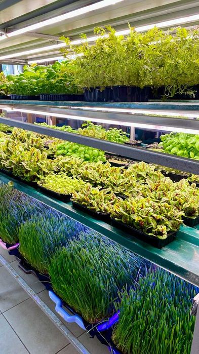 Бізнес мікрозелень, навчання вирощуванню мікрозелені, запуск ферми