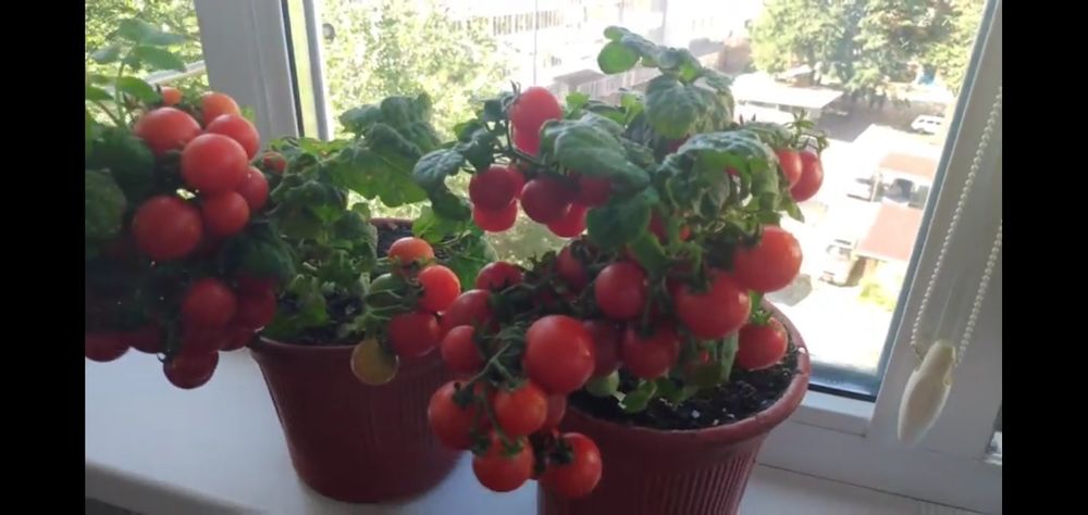 Семена комнатных помидор"Жемчужинка розовая"