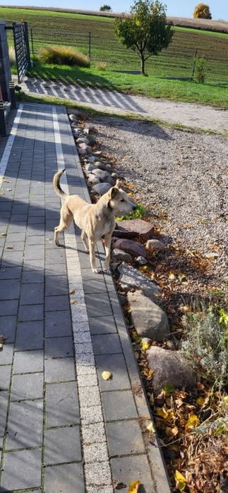 Oddam pieska w dobre rece za darmo