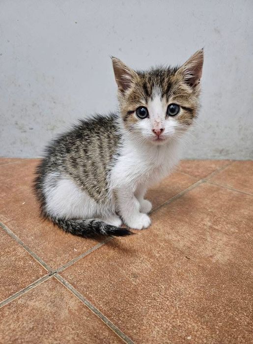 Kochana, 2-miesięczna i wesoła Summer szuka odpowiedzialnego domu!