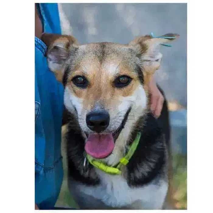 Молодая собака в добрые руки