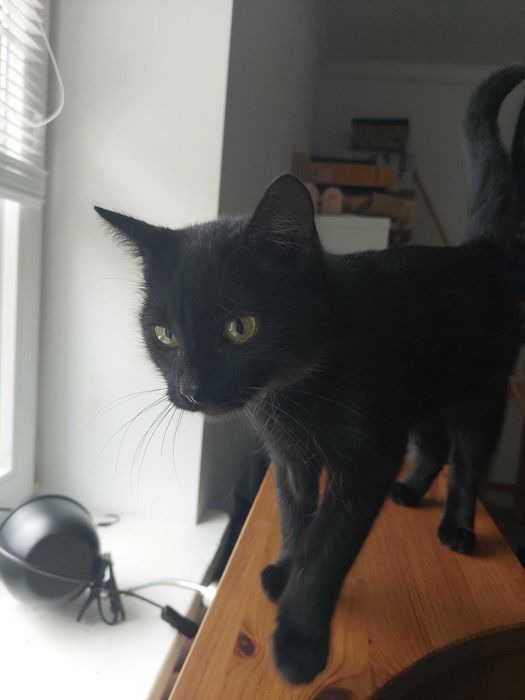 Pokochaj ZJAWĘ! Cudna kotka szuka domu!