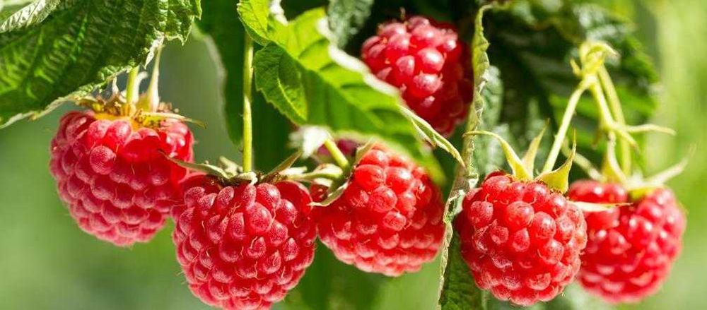 obornik granulowany z polskiego pomiotu kurzego - PRODUCENT!!!