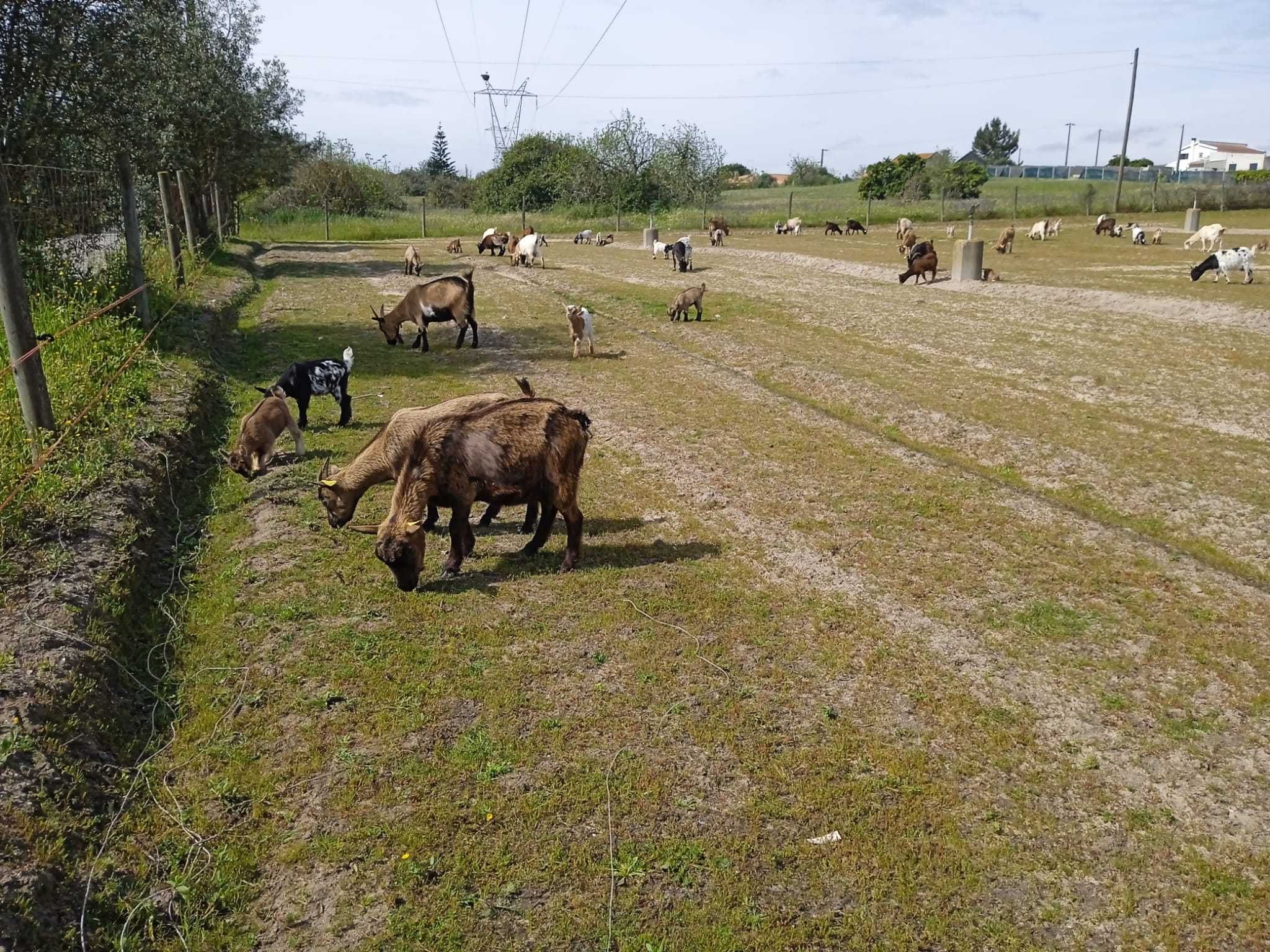 Cabras Anãs Setubal