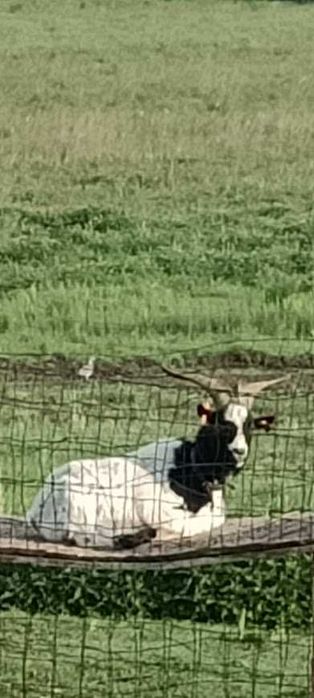 Oddam za darmo stado kóz. Jeden kozioł i 3 kozy.