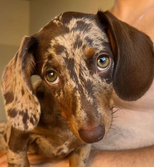 Шоколадний мрамор хлопчик та дівчатка