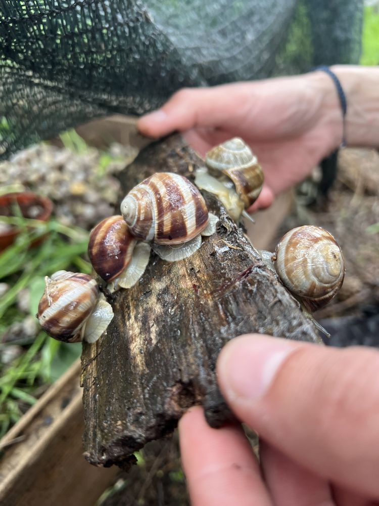 Равлики виноградні бургундські Helix pomatia улитка виноградная