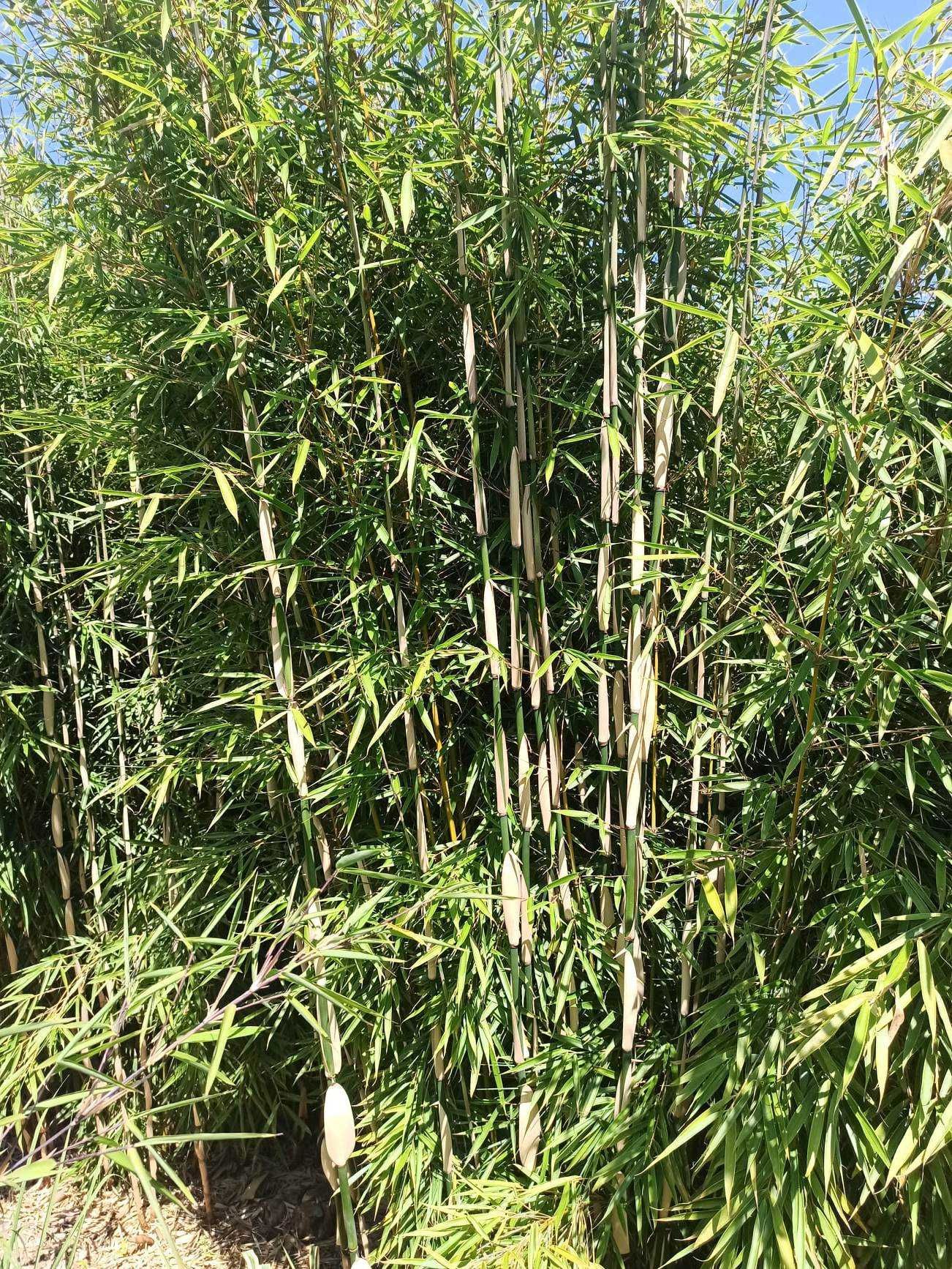 Bambusy mrozoodporne,zimozielone.Phyllostachys vivax shanghai 3 inne.