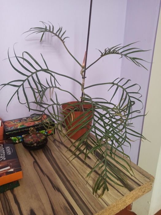 Продам филодендрони разных сортов