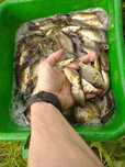 Karp Lin Amur narybek