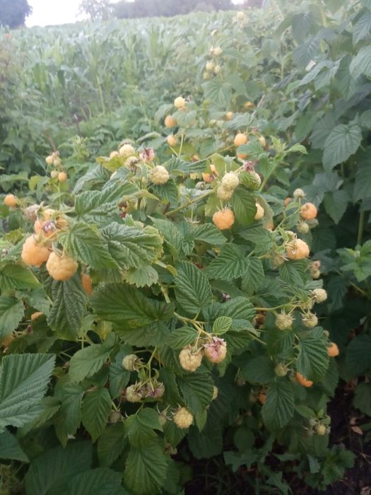 Продам малину ремонтантная жёлтая(Гигант)