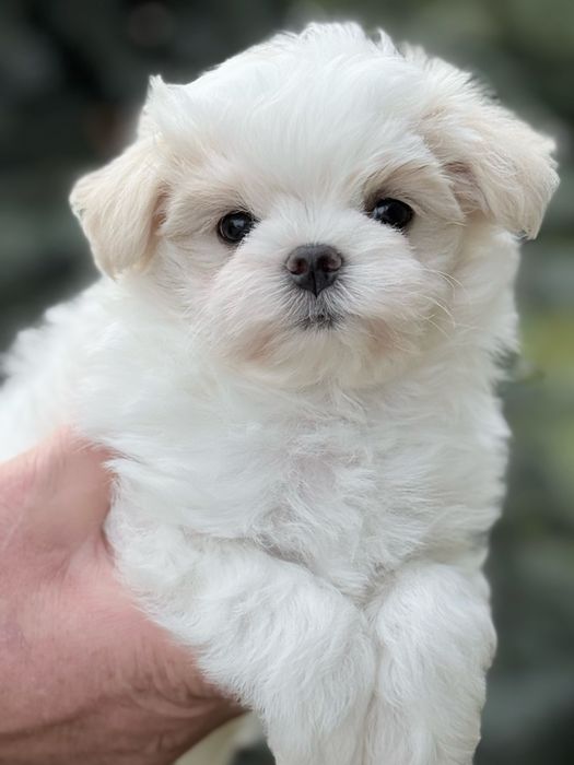 Мальтійська болонка