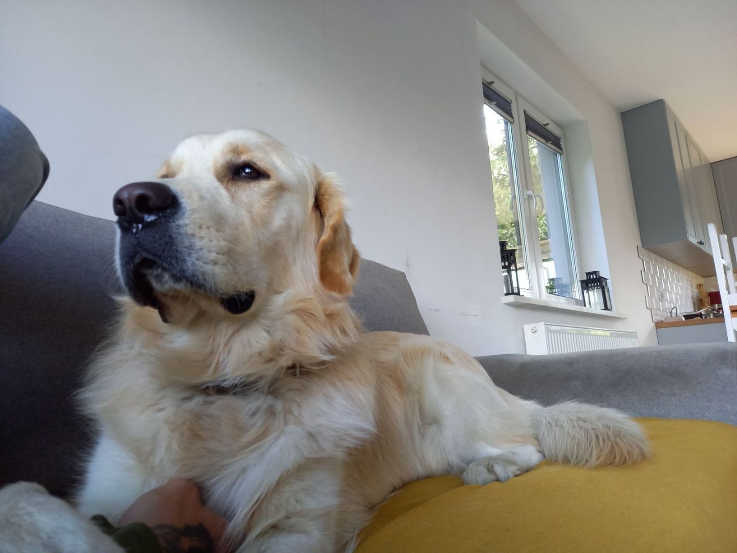 Szczeniak Golden Retriever biszkoptowe i zlote dla dzieci
