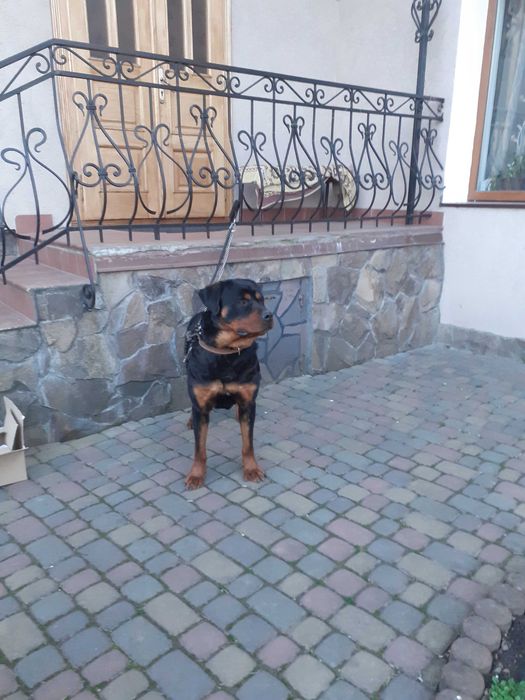 Професійне Дресирування Собак !!!