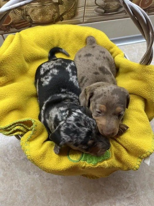 Хлопчик міні такси мраморний шукає дівчинку