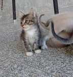 Gatinhos para adoção