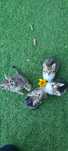 Gatinhos para adoção