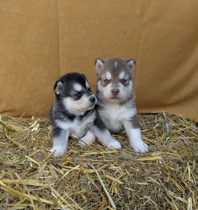 Чудові дітки - хаскі