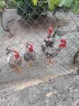Vendo frangos caseiros