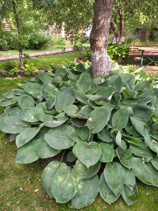 Продам хосты садовую