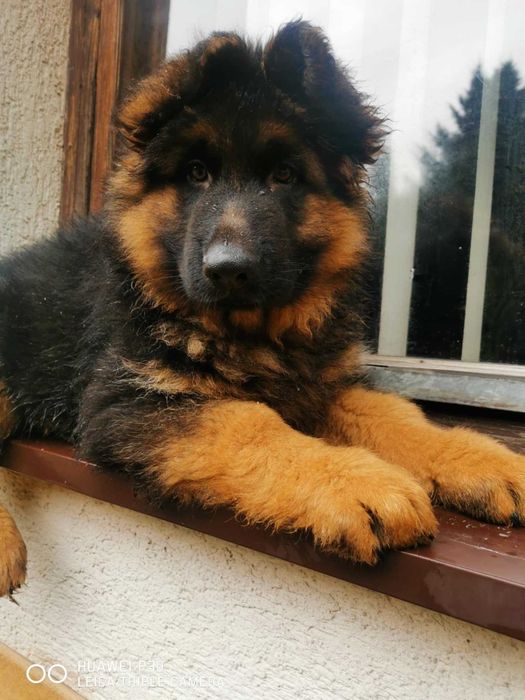 owczarek niemiecki - mocny piesek