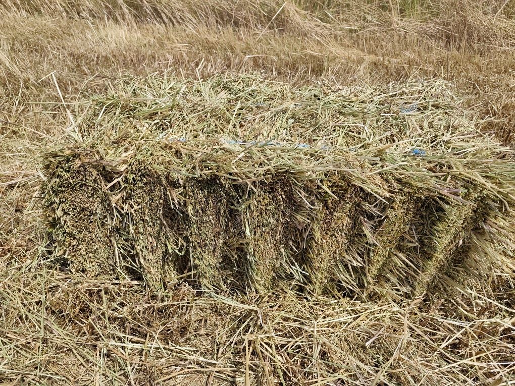 Feno | Hay - Seedmix and ryegrass