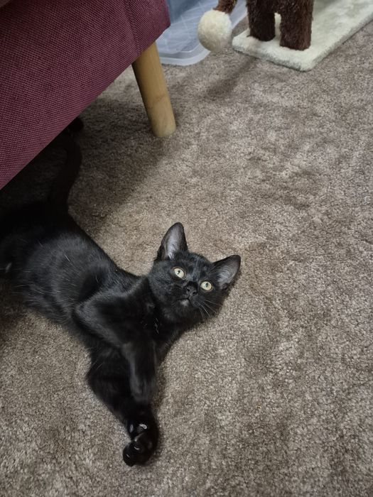 Cudne kociaki szukają domów