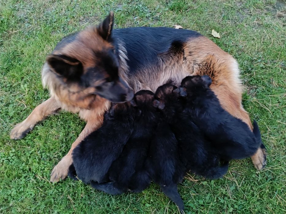 owczarek niemiecki długowłosy