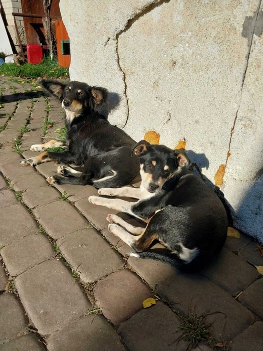 Собачки в добрі руки