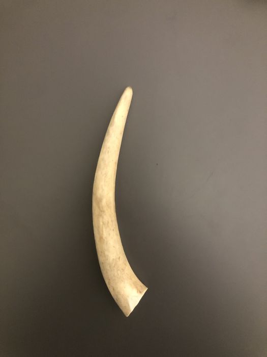 Gryzak dla psa Poroże jelenia