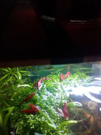 Аквариумные креветки черри Neocaridina heteropod или Red Cherry Shrimp