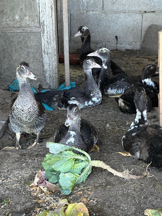 Vende-se patos  mudos machos