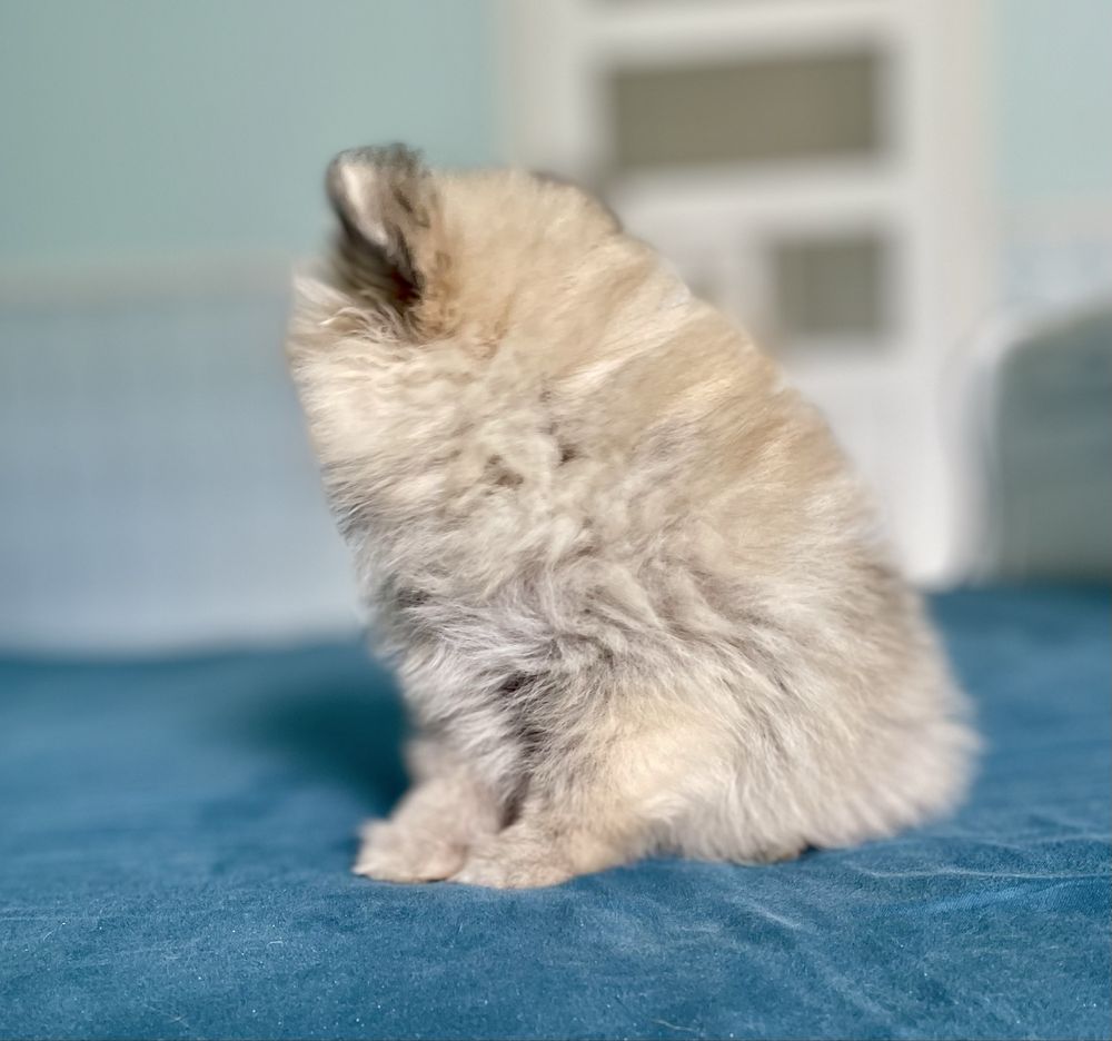 Szpic miniaturowy/pomeranian/sunia