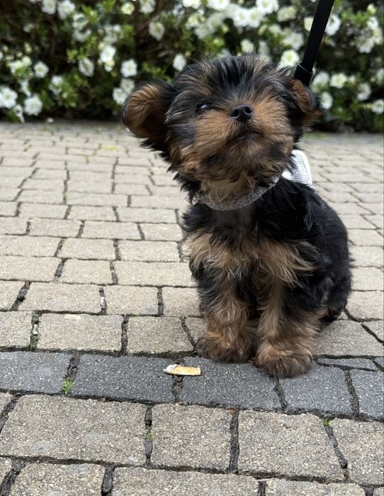 Yorkshire terrier york piesek pies rasowy