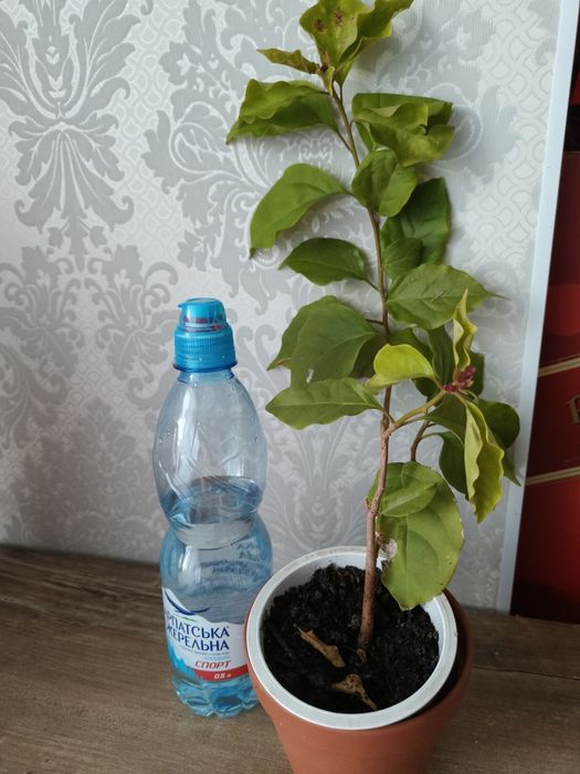 Бугенвілія 2-річні саджанці