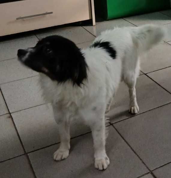 Маленький Бімка в добрі руки