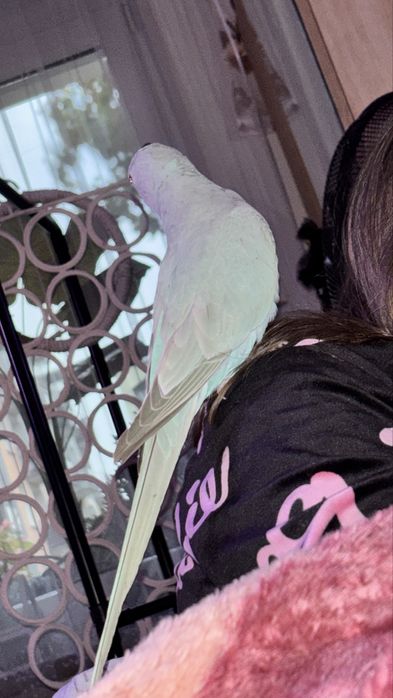 Papuga Aleksandretta recznie karmiona